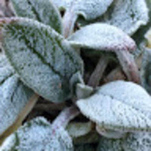 Meet your Posher, The gretna experiment